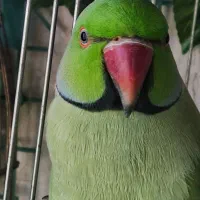 یک جفت ملنگو مولد|پرنده|تبریز, |دیوار