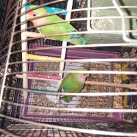 جوجه طوطی برزیلی