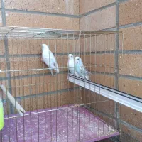 فروش 7عدد مرغ عشق انگلیسی