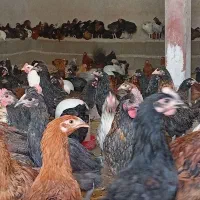 جوجه|حیوانات مزرعه|مشهد, موسوی قوچانی|دیوار