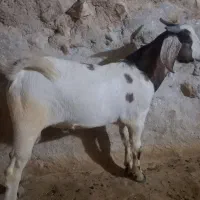 کهره نر فروشی