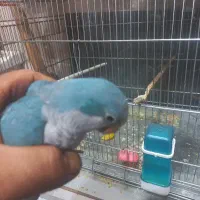 راهب ابی حدود ۳ماهه