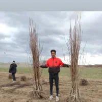 بیشترین درآمد،کمترین سرمایه با کاشت صنوبر نگرا