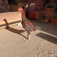 خروس لاری اصیل