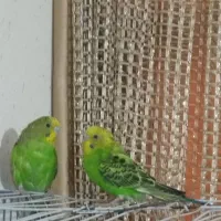 یک جفت مرغ عشق نر جفتش 350تومن