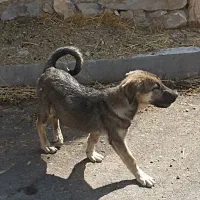 توله ماده 3ماهه پشدر|سگ|صومای برادوست, |دیوار