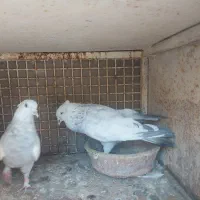 کبوتر|پرنده|مرودشت, شهرک مهدیه|دیوار