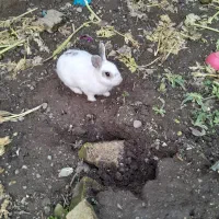 چندتاخرگوش