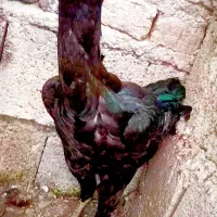 مرغ لاری تمام مشکی