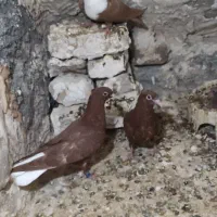 کبوتر