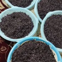 گل گاو زبان
