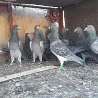 دوتیپ المانی جون همه نرشب روز ندارن|پرنده|تربتحیدریه, فردوسی جنوبی|دیوار