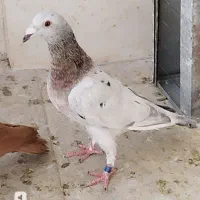 سارسرورسار