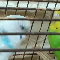 مرغ|پرنده|هندیجان, |دیوار