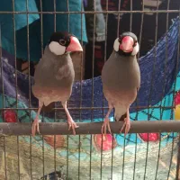 فنج نرگسی|پرنده|شیراز, سیاه سنگ|دیوار