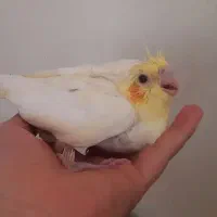 جوجه عروس هلندی لوتینو و اهویی