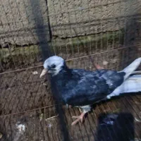 ۱۶ عدد کبوتر پرشی|پرنده|لشت نشا, |دیوار