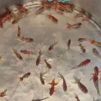 ماهی قرمز|ماهی|سنندج, |دیوار