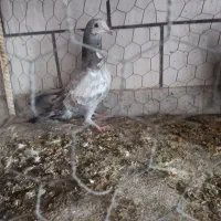 دوتا کفتر سبز جوجه دوتاش هم نر|پرنده|جهرم, |دیوار