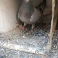 کبوتر یا کفتر|پرنده|کرمان, |دیوار