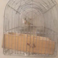 سهره فروش یامعاوضه|پرنده|شیراز, کرونی(خاتونک)|دیوار