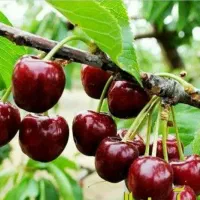 تولید نهال گیلاس پایه کوتاه گزیلا|خدمات باغبانی و درختکاری|دیلمان, |دیوار