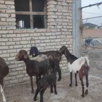 بز چاتمه گوسفند بره دار