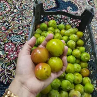 الو قطره طلا شیرین پر آب|خوردنی و آشامیدنی|چناران, |دیوار