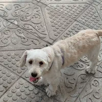 سگ  شیتزو|سگ|سنگر, |دیوار