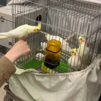 جوجه عروس هلندی لوتینو|پرنده|تهران, باشگاه نفت|دیوار