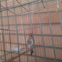 سهره نر کرمانی