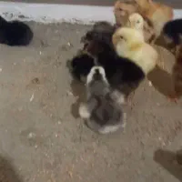 جوجه لاری اصیل