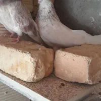 یک جفت کبوتر سرور نوک ریز