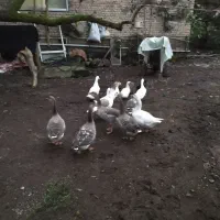 غاز محلی|حیوانات مزرعه|لاهیجان, پردسر|دیوار