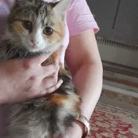 سرپرستی بچه گربه به رایگان