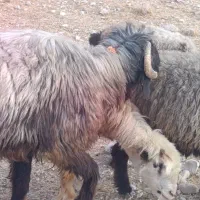 قوچ ترکی
