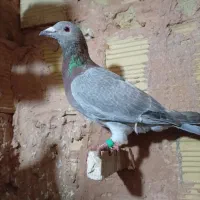 ماده آبگل سبز|پرنده|سبزوار, قصبه شرقی|دیوار