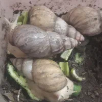 حلزون پرورشی آچاتینا