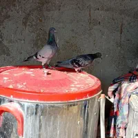 یک جفت نروماده|پرنده|هامون, |دیوار