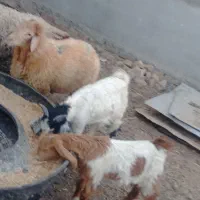 بزغاله نر و بره نر