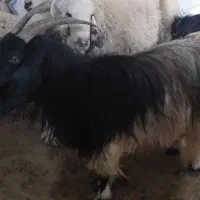 نیازمند قصاب ماهر