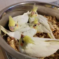 جوجه عروس لوتینو سرلاکی