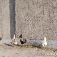 مرغ و خروس|حیوانات مزرعه|زاهدان, |دیوار