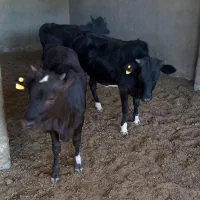 گاوگوساله