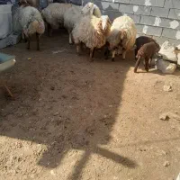 میش داشتی|حیوانات مزرعه|شیروان (خراسان), |دیوار