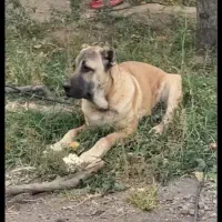 سگ سرابی دزدیده شده از مراغه روستای قشلاق|حیوانات|مراغه, |دیوار