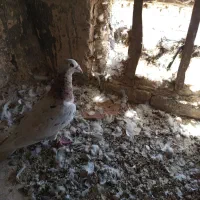 حیوان فروشی