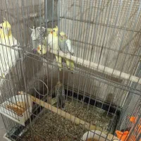 عروس هلندی لوتینو گل باقالی جوجه و مولد|پرنده|قزوین, |دیوار