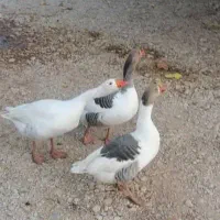 فروش سه عدد غاز