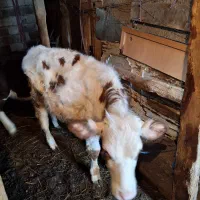 دو عدد گوساله نر و ماده